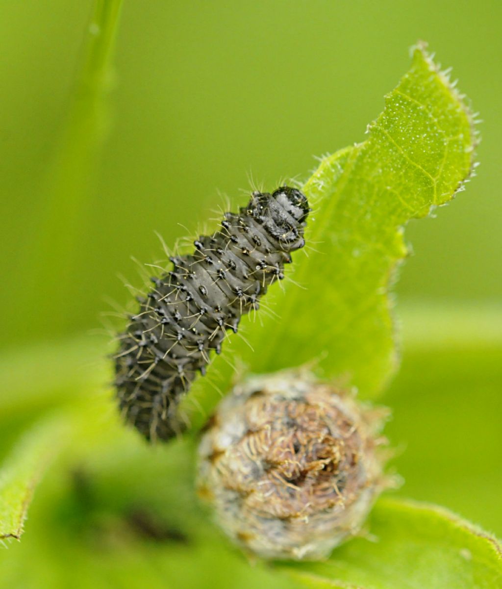 Larva di Galeruca sp.?
